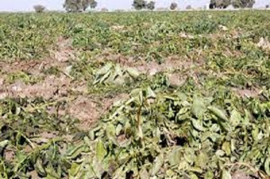 پیگیری جبران خسارت سرمازدگی به کشاورزان استان یزد