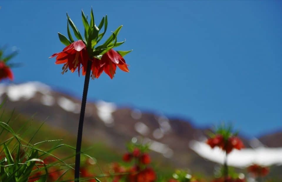 نابودی میراث گیاهی ایران در سکوت و غفلت!