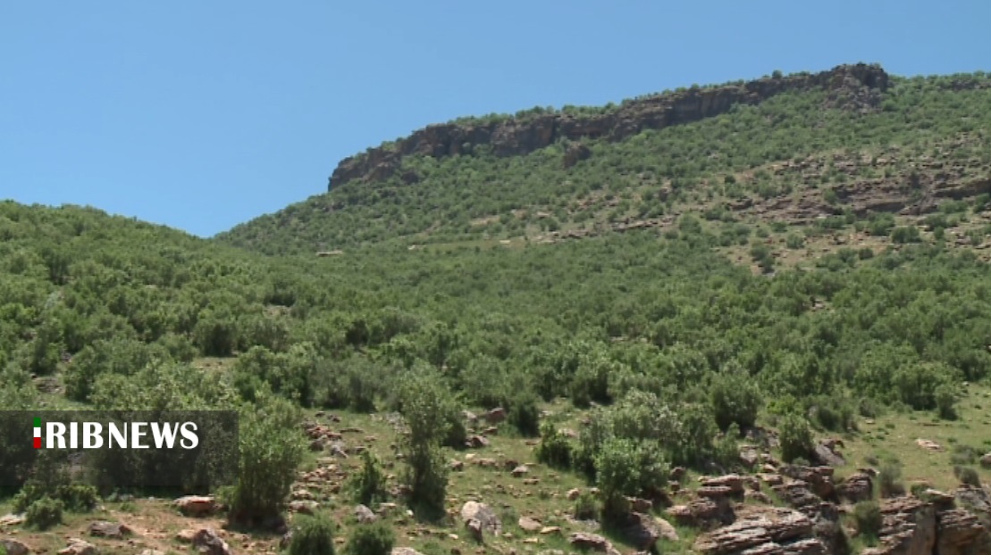 واگذاری بیش از چهار هزار هکتار از اراضی جنگلی و مرتعی کردستان به بهره برداران 