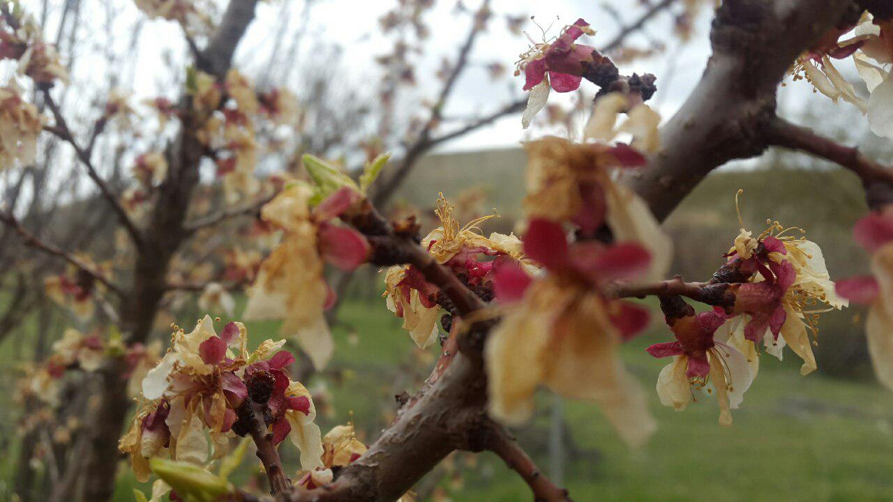 خسارت سرمازدگی بهاره به کشاورزی شهرستان خرم بید