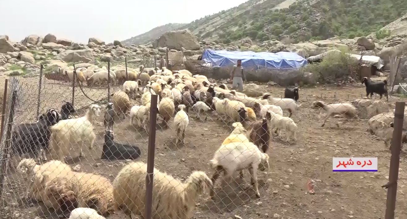 تولید سالانه هزار و ۶۵۰ تن پشم مرغوب در استان ایلام