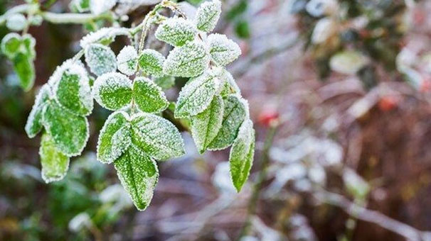 هشدار هواشناسی قزوین درباره سرمازدگی محصولات باغی و کشاورزی