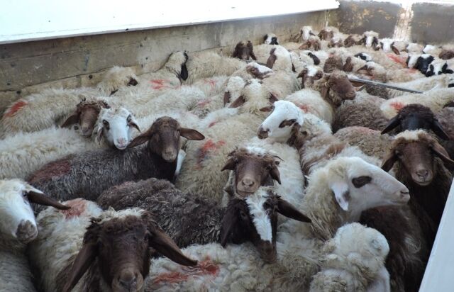 کشف ۸۰ رأس گوسفند فاقد مجوز در دهلران