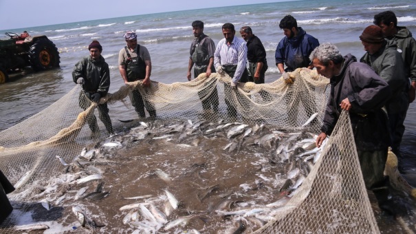 آخرین روز فصل صید ماهیان استخوانی در گیلان ، امروز