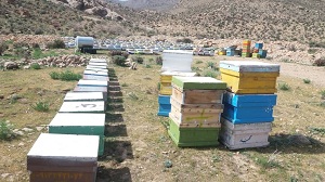 توزیع شکر بین زنبورداران فسا