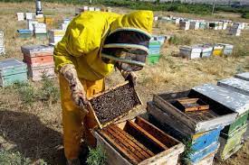 تولید ۶۰۰ تُن عسل در شهرستان مهاباد
