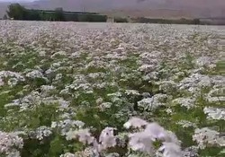 کشت گیاهان دارویی درچهار هزار هکتار از زمین‌های کشاورزی کرمانشاه