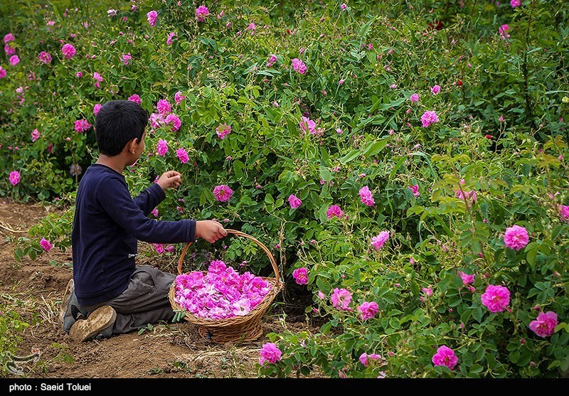 پیچیدن شمیم گل محمدی در باغات بهاباد