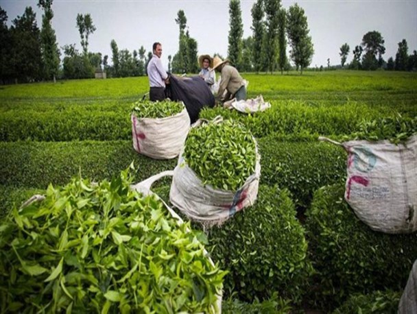 ادامه حیات صنعت چای کشور با حمایت های دولت