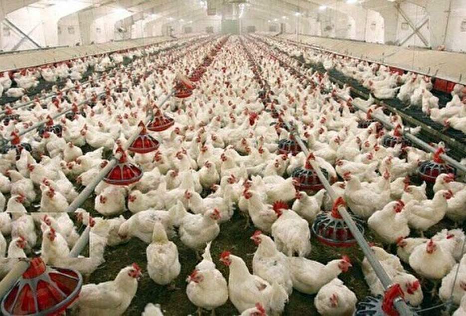تولید ۱۵ هزار تن گوشت سفید در شهرستان بهشهر