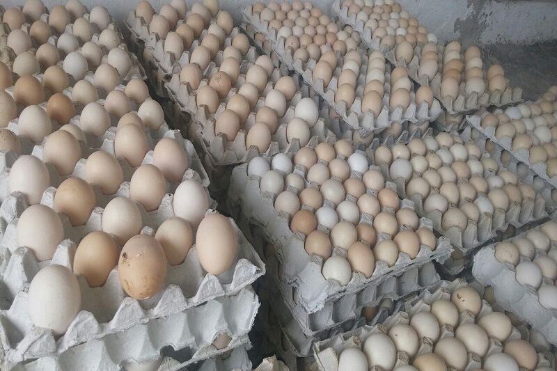 کشف حدود دو تٌن تخم مرغ قاچاق در بشرویه