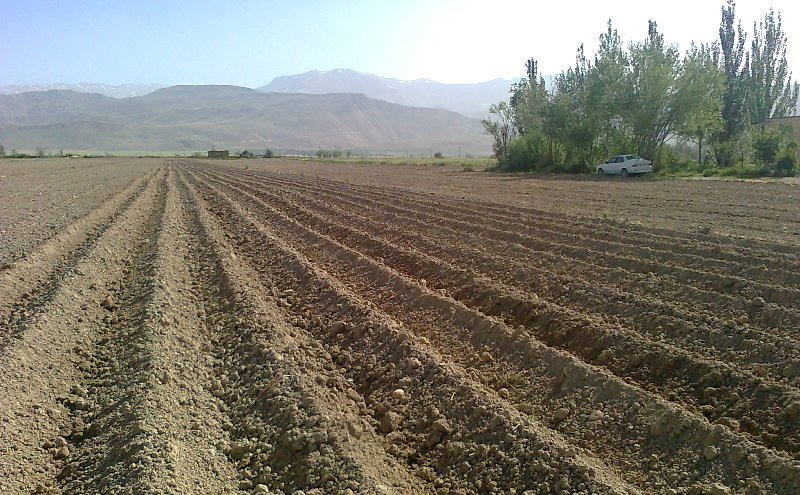 کشت سیب‌زمینی در ۲۱ هزار هکتار از اراضی استان اردبیل آغاز شد