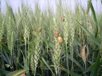 گندمکاران آذربایجان غربی برای مبارزه با آفت سن غلات اقدام کنند