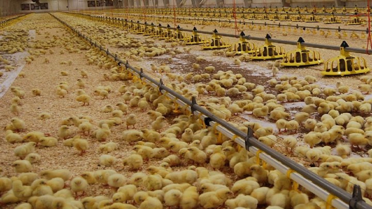 پیش بینی بیش از ۸۰ میلیون جوجه ریزی در مرغداری‌های قزوین