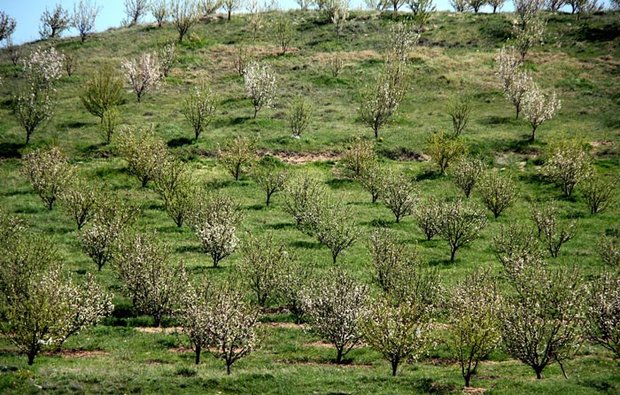توسعه باغات در کردستان نیازمند ایجاد زنجیره محصولات باغی است