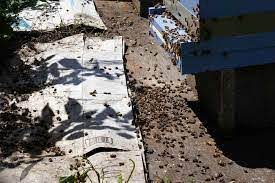 وارد آمدن خسارت ۲۵۰ میلیارد ریالی به زنبورداران شهرستان مهاباد