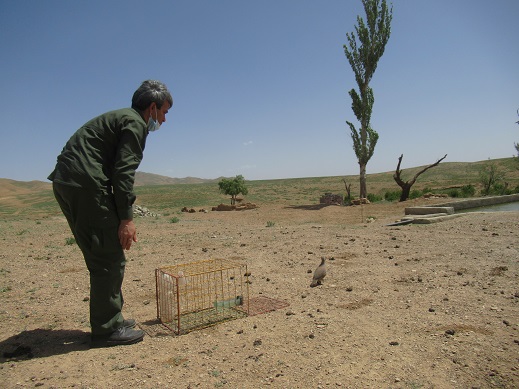رها سازی یک قطعه کبک وحشی در منطقه حفاظت شده باقران