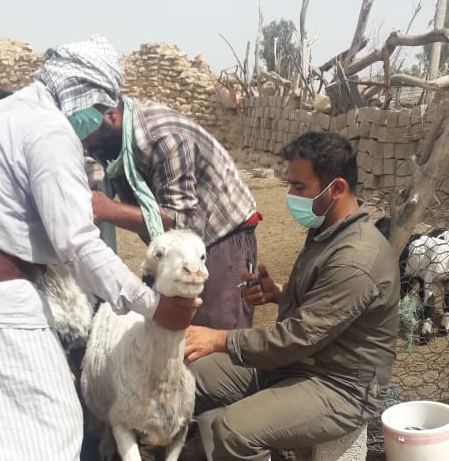 ۳۰۰ دام در بهبهان علیه بیماری ها واکسینه شدند