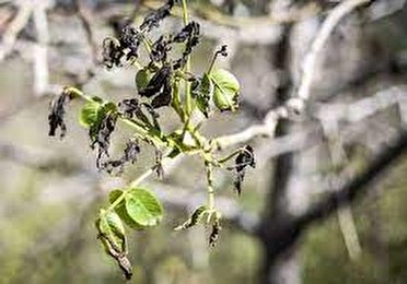 سرمای بهاره پیش روی زنجانیها ؛ هشدار به کشاورزان