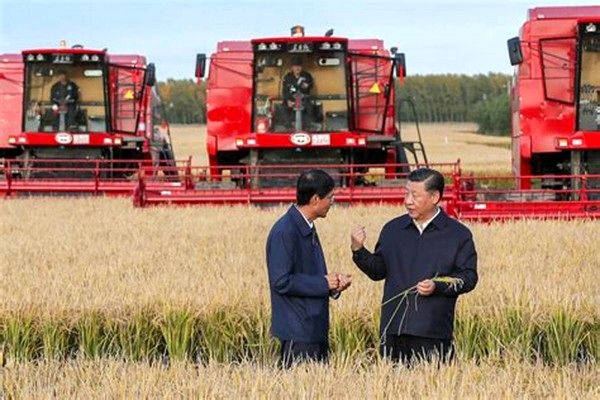 چین تصمیمی برای عرضه غلات به بازار جهانی ندارد