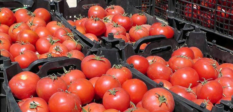 گوجه فرنگی فراشبند در راه بازار