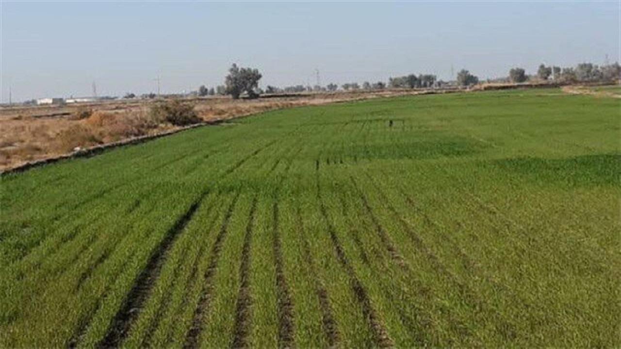 اجرای طرح‌های پایلوت زراعت در قزوین