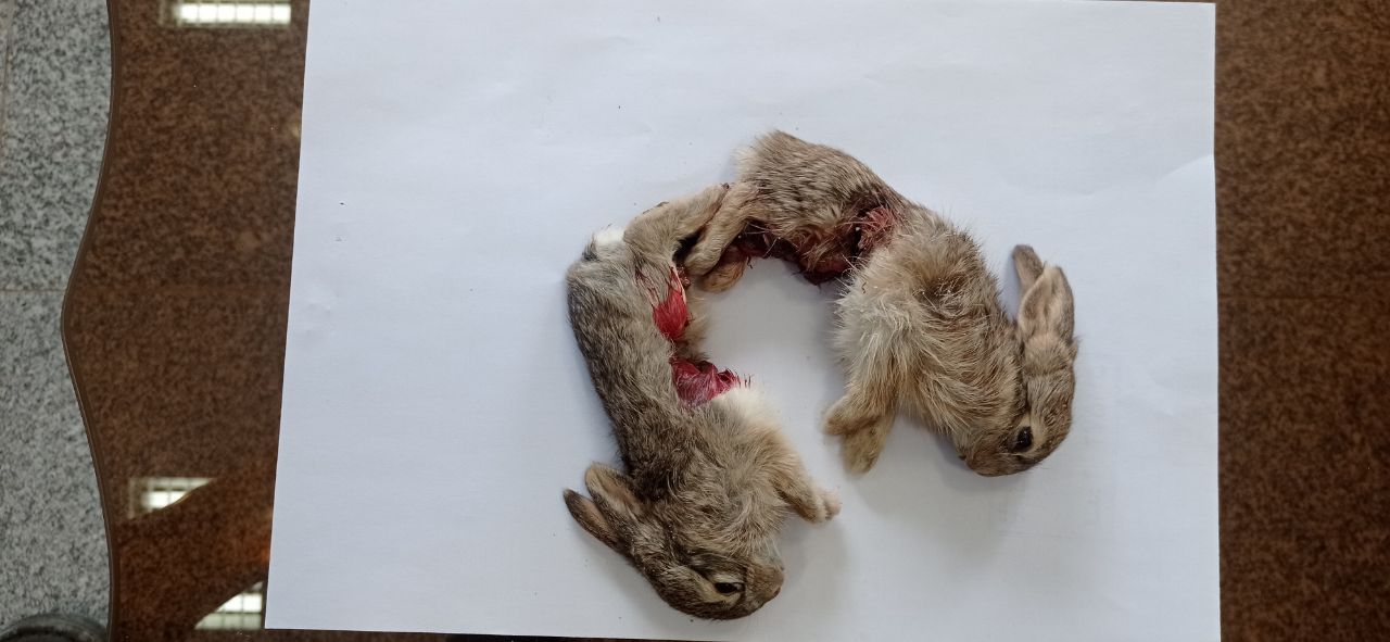 دستگیری شکارچی ۴ بچه خرگوش در جغتای