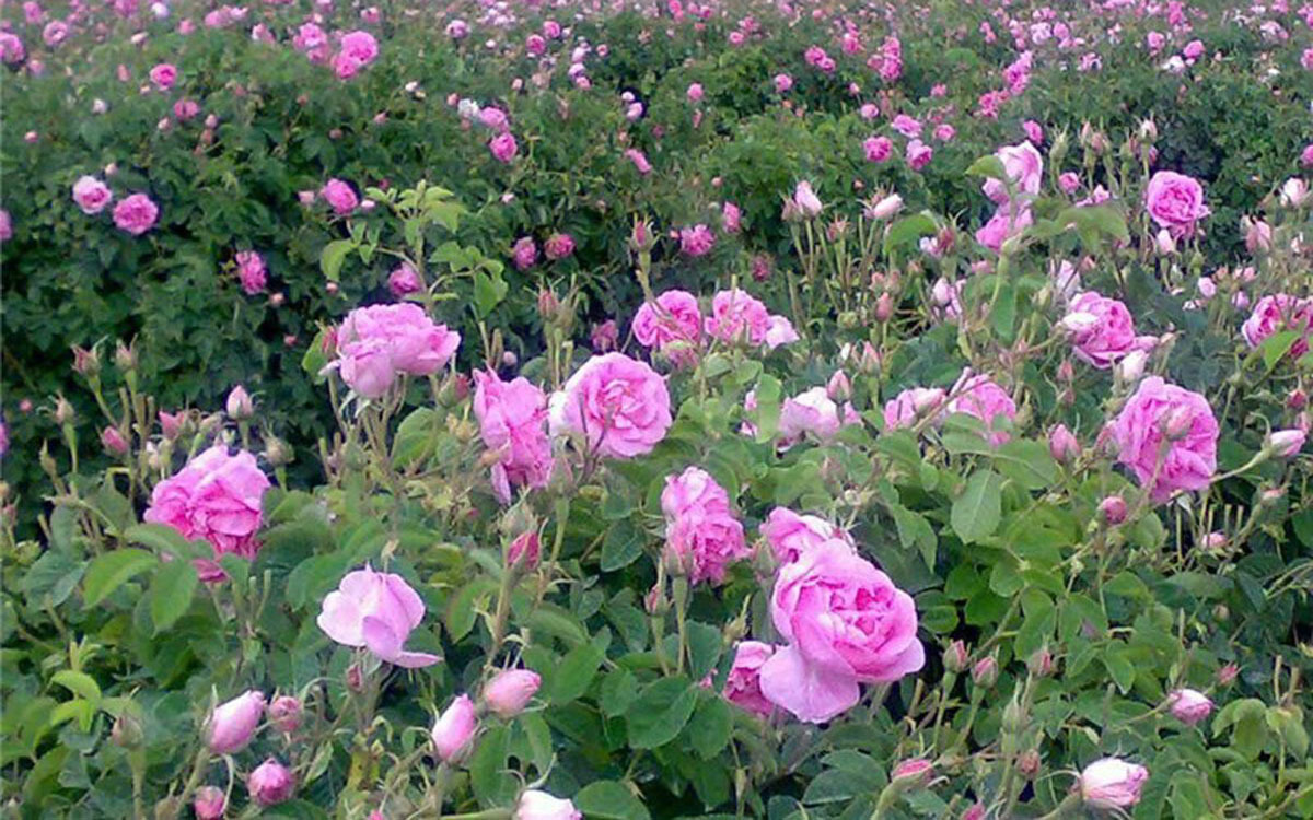 اهدای ۱۰ هزار متر مربع باغ‌های گل محمدی قمصر در قالب زکات مستحبی