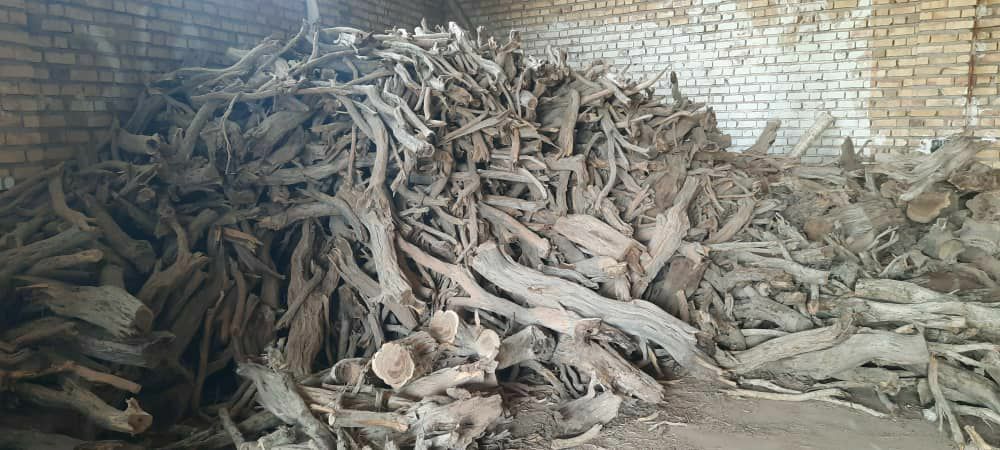 شناسایی شبکه بزرگ خرید چوب تاغ و تولید ذغال در شهرستان نیشابور