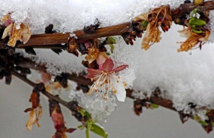 خسارت سرما به باغ‌های استان قزوین