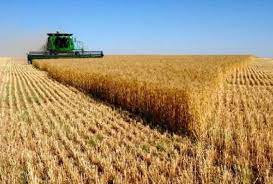خریداری  ۱۰۵ تن گندم از کشاورزان خوزستانی
