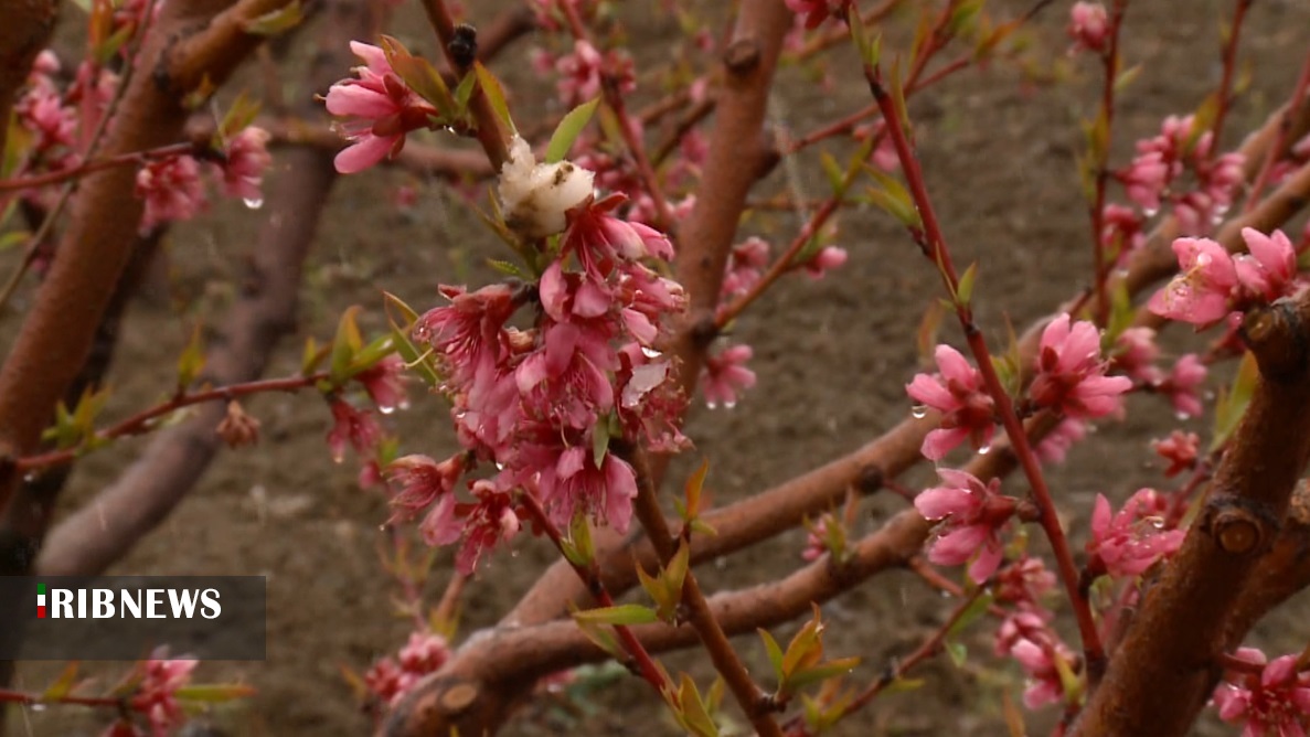 خسارت سرما به باغات کردستان