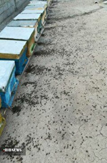 خسارت ۴۰ تا ۶۰ درصدی کندو‌های زنبور عسل در آذربایجان غربی