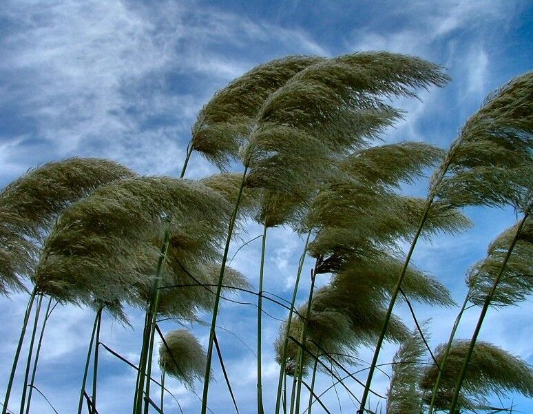 وزش باد شدید در مناطق شمالی فارس