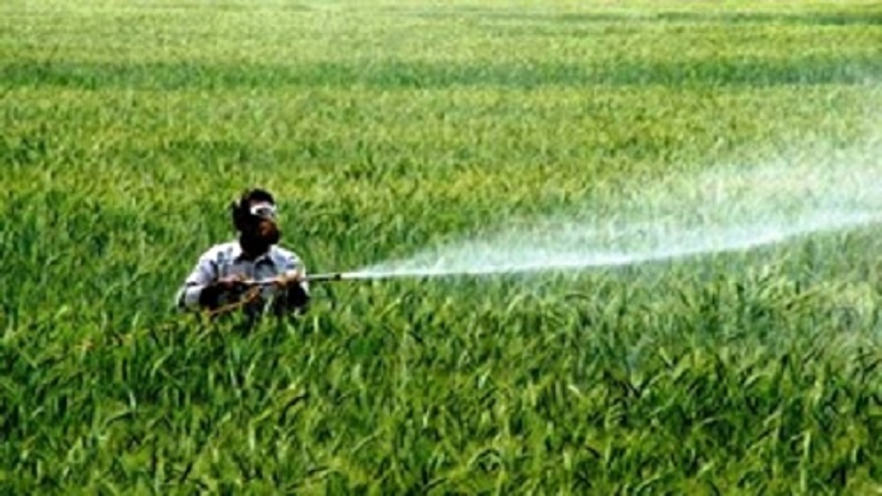 طرح مبارزه با علف‌های هرز در مزارع گندم آبی قزوین اجرا می‌شود