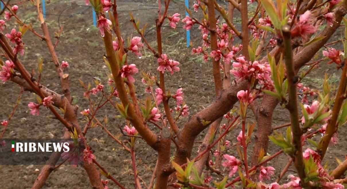 باغداران کردستانی آماده مقابله با سرمازدگی درختان باشند