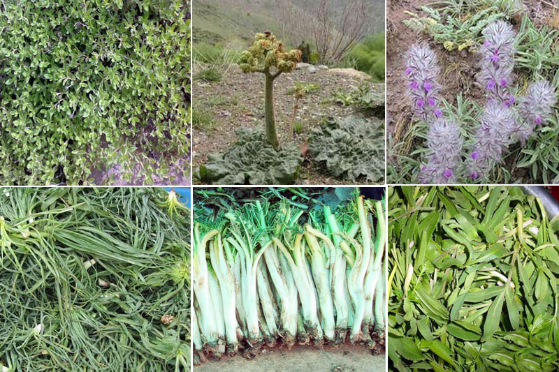 برخورد قاطع منابع طبیعی آذربایجان غربی با برداشت بی‌رویه گیاهان خوراکی