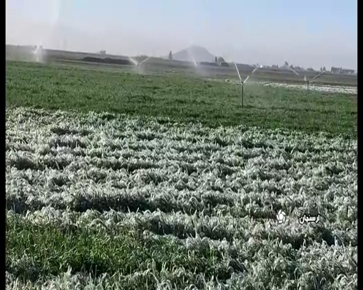 بروز خسارت ۳۵ تا ۴۵ درصدی سرمازدگی محصولات زراعی درشهرستان ارسنجان