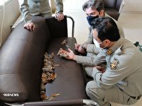 نجات ۳۲ بطانه سنجاب ایرانی در سردشت