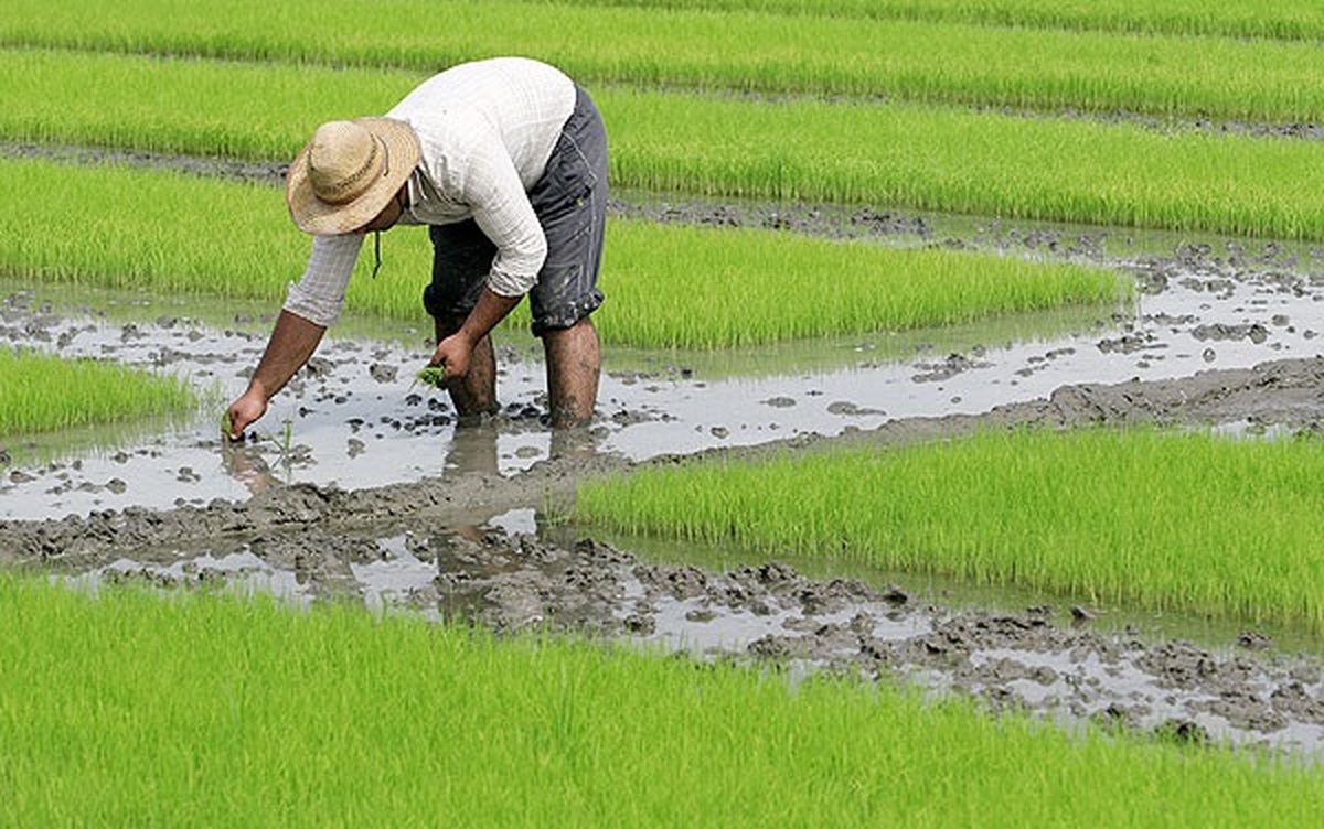 قرار دادی شدن کشت برنج در استان‌های شمالی کشور