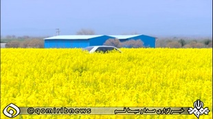 بهار رنگارنگ در شهرستان جعفریه قم