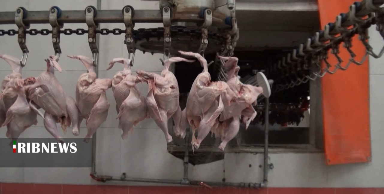 خرید حمایتی ۳۵۴ تُن مرغ مازاد از مرغداران کردستان