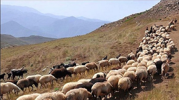 جلوگیری از چرای غیر مجاز دام در منطقه باشگل تاکستان
