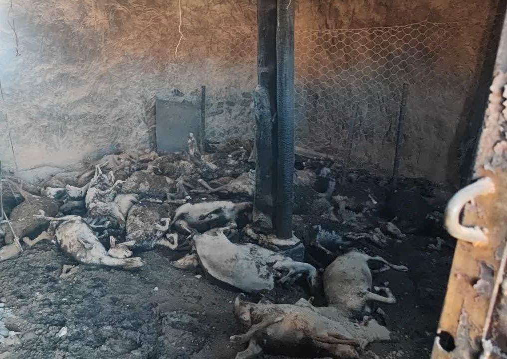 سوختن ۶۰ راس گوسفند در حادثه آتش سوزی در کلات