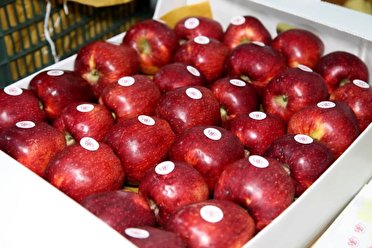 کاهش ۵۰ درصدی صادرات سیب درختی از آذربایجان غربی