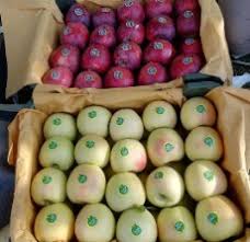 کاهش ۵۰ درصدی صادرات سیب درختی از آذربایجانغربی