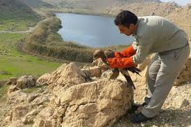 رها سازی یک بهله عقاب طلایی پس از تیمار  در طبیعت شهرستان گیلانغرب