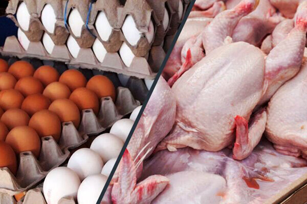 صادرات 100 هزار تن گوشت مرغ و 80 هزار تن تخم مرغ تا پایان سال