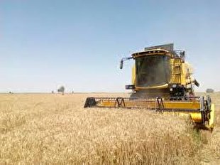 پیش بینی برداشت صد هزار تن گندم در استان بوشهر