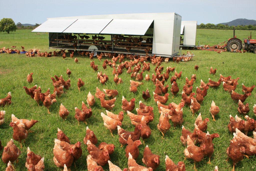 تحقق شعار هر خانه یک مرغداری با پرورش مرغ بومی-محلی